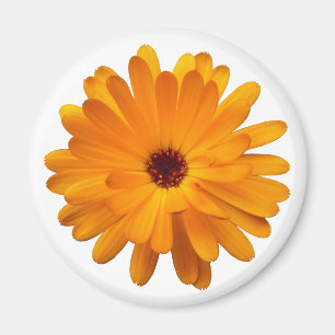 Íman Orange Marigold