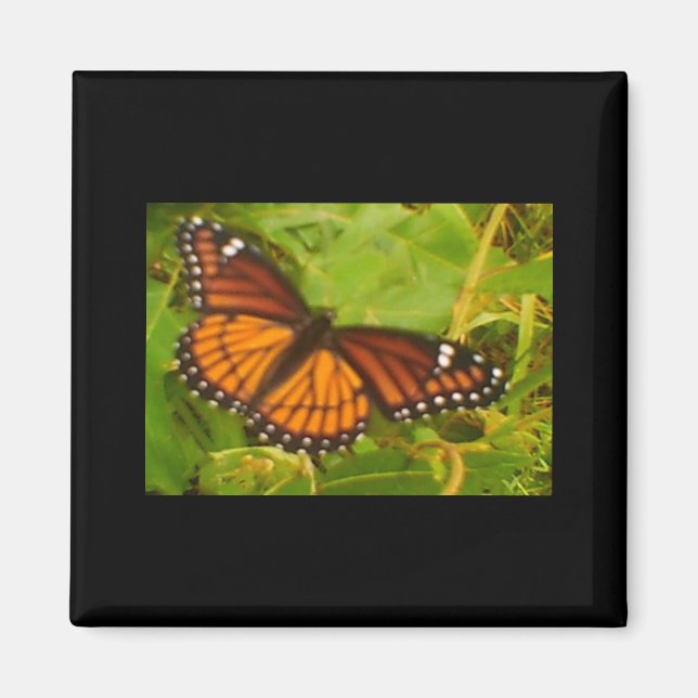 Íman Orange Monarch (Frente)