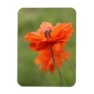 Íman Orange Poppy