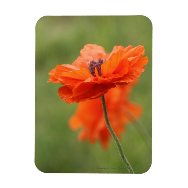Íman Orange Poppy (Vertical)