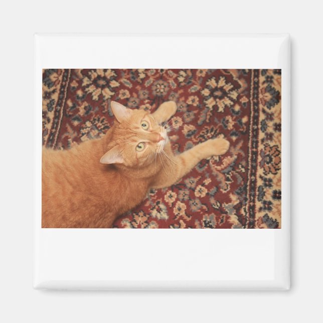 Íman Orange Tabby (Frente)