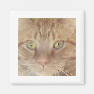Íman Orange Tabby Cat