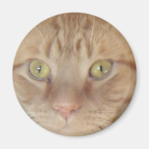 Íman Orange Tabby Cat