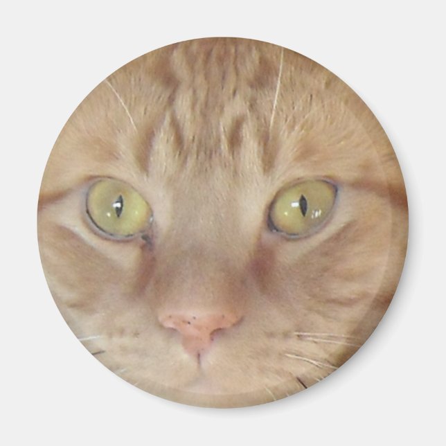 Íman Orange Tabby Cat (Frente)