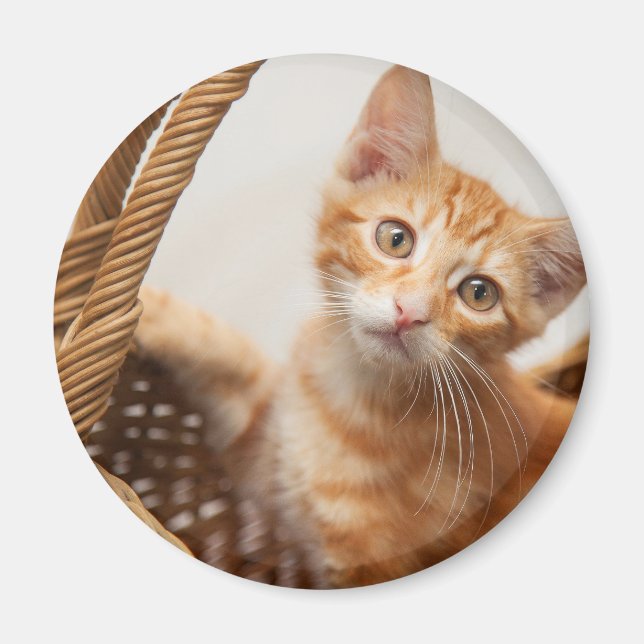 Íman Orange Tabby Kitten (Frente)