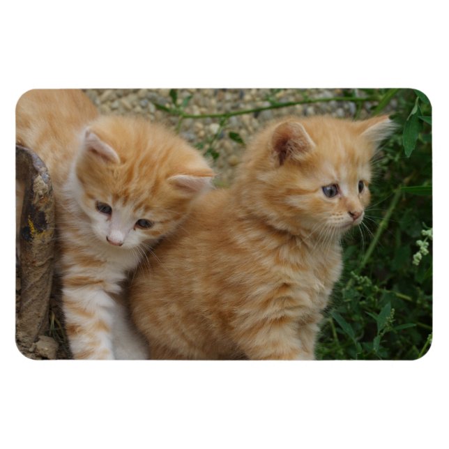 Íman Orange Tabby Siblings (Horizontal)