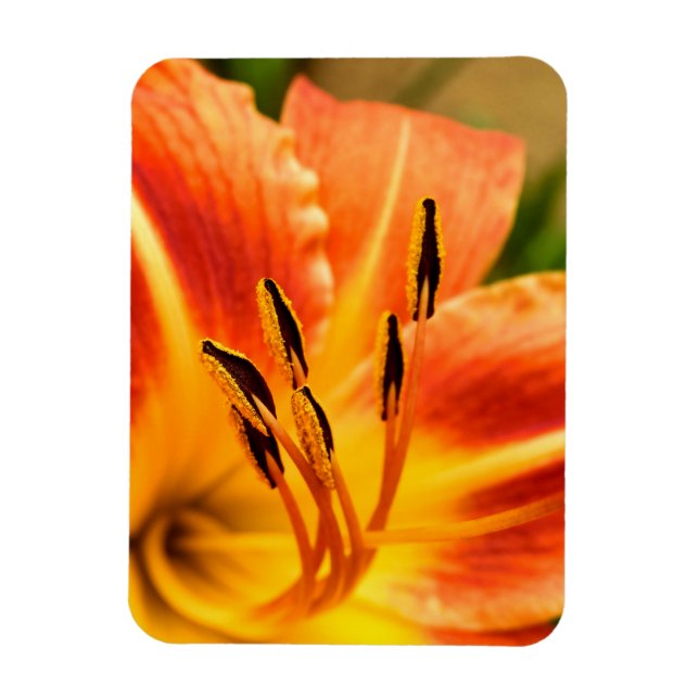 Íman Orange Tiger Lily (Vertical)