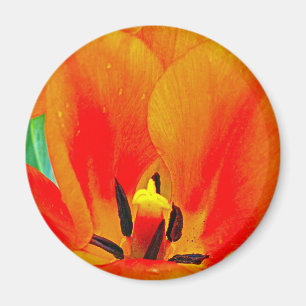 Íman Orange Tulip
