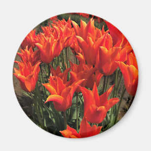 Íman Orange Tulips, Oregon
