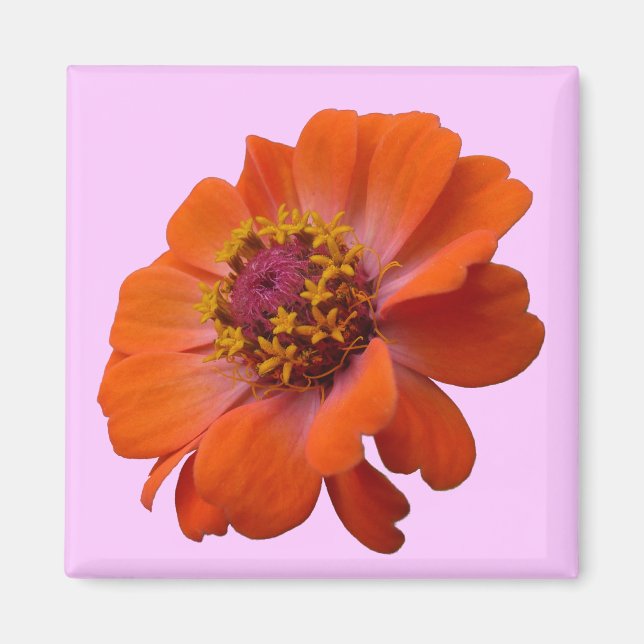 Íman Orange Zinnia Wildflower Nature Floral (Frente)