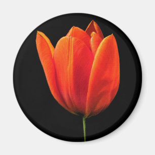 Íman OrangeTulip