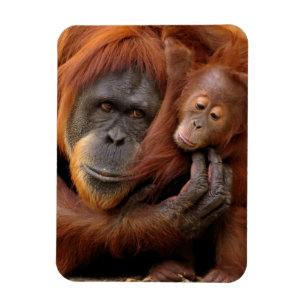 Íman Orangotango da mãe & do bebê