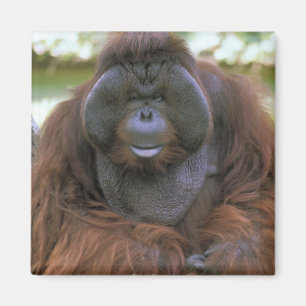 Íman Orangotango Pongo Pygmaeus