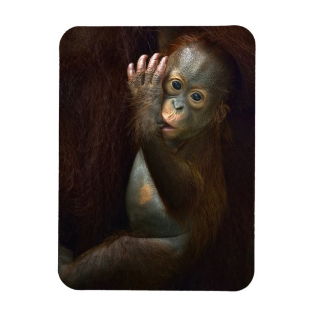 Íman Orangutan (Vertical)
