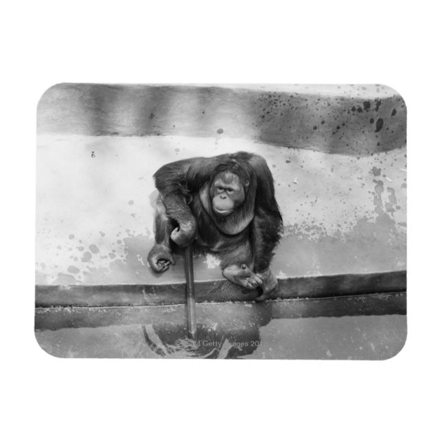 Íman Orangutan (Horizontal)