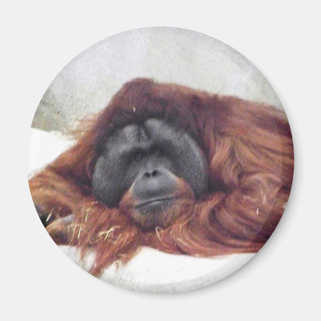 Íman Orangutan (Frente)