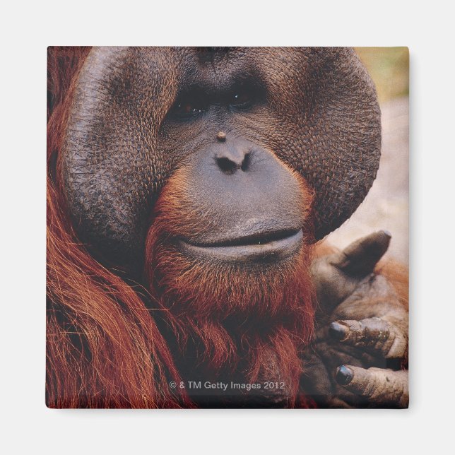 Íman Orangutan (Frente)