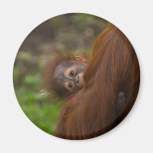 Íman Orangutan Baby Dando Uma Olhada