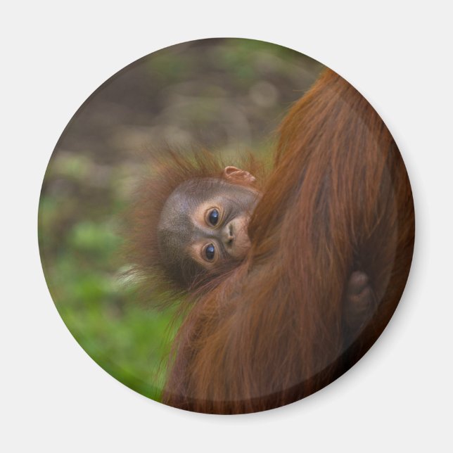 Íman Orangutan Baby Dando Uma Olhada (Frente)