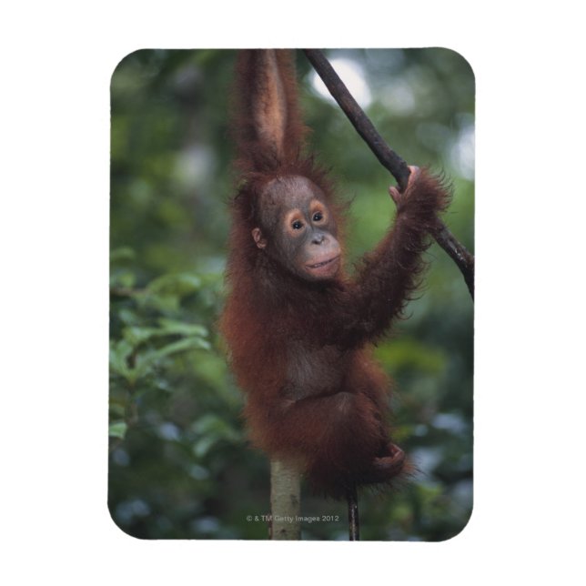 Íman Orangutan Baby Escalbing Liana (Vertical)