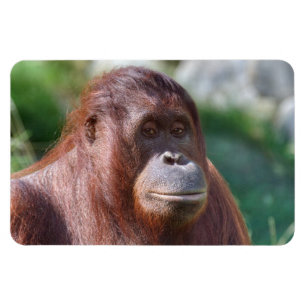 Íman Orangutan Lady