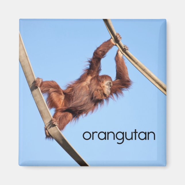 Íman Orangutan Refrigerator Magnet (Frente)
