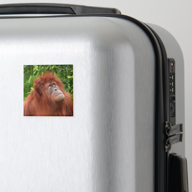 Íman Orangutan's Thoughement Gaze (In Situ (Luggage))