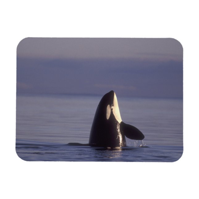 Íman Orca assassina (Orca orcinus) em spyhopping perto (Horizontal)