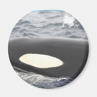Íman Orca Killer Whale Head - Oval