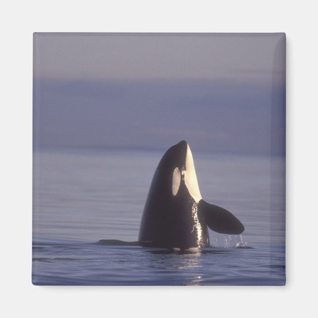 Íman Orca (orca orcinus) espiando perto (Frente)