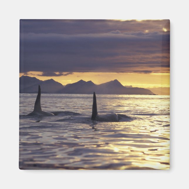 Íman Orca ou baleias assassinas (Frente)