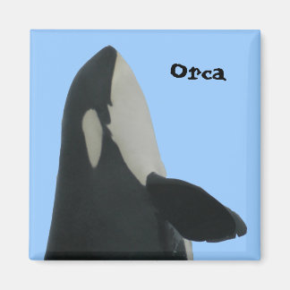 Íman Orca Spyhop Magnet