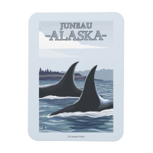 Íman Orca Whales #1 - Juneau, Alasca