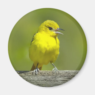 Íman Orchard Oriole - Fotografia original