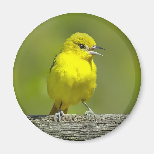 Íman Orchard Oriole - Fotografia original (Frente)