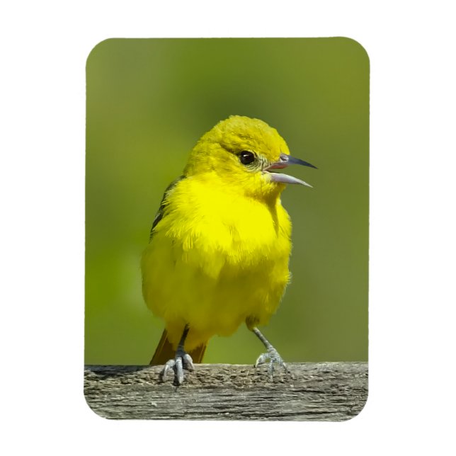 Íman Orchard Oriole - Fotografia original (Vertical)