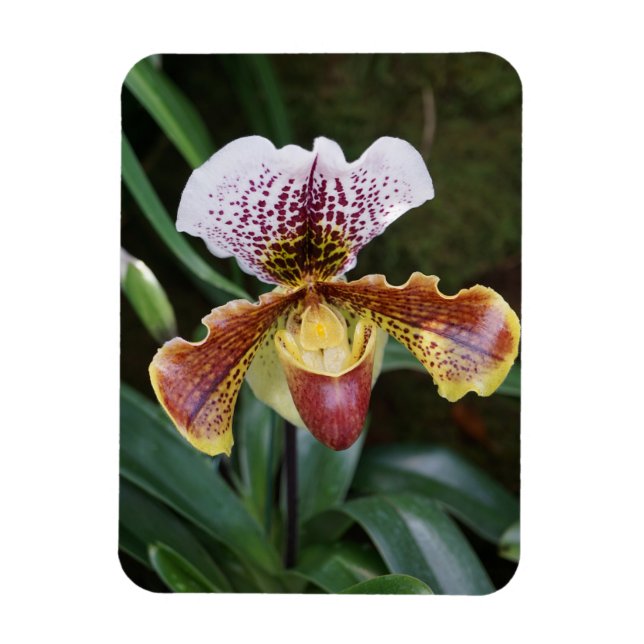 Íman Orchid (Vertical)