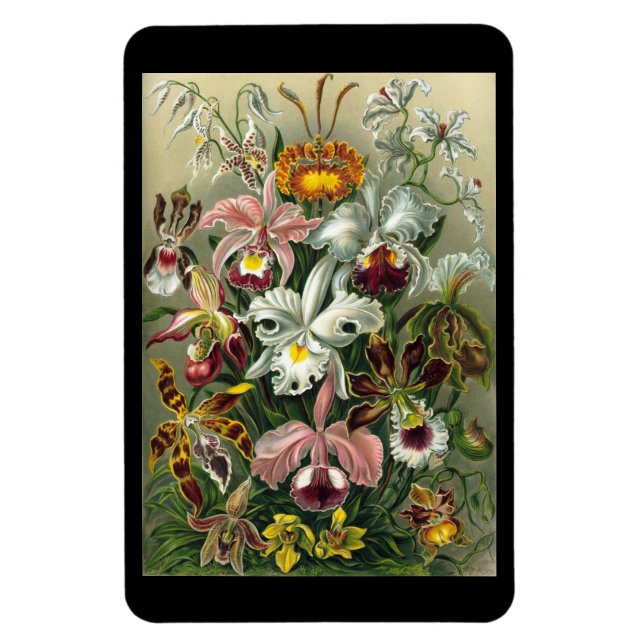 Íman "Orchidae" de Ernst Haeckel Ímã (Vertical)