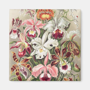 Íman Orchids, Orchideae Denusblumen by Ernst Haeckel