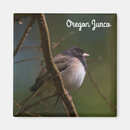 Íman Oregon Junco