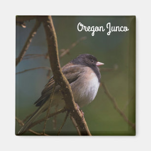 Íman Oregon Junco
