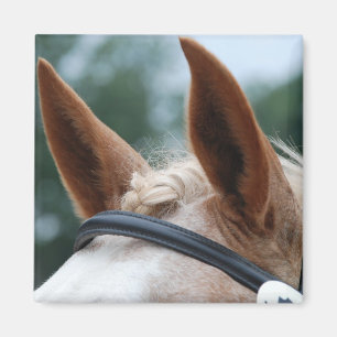 Íman orelhas de cavalo