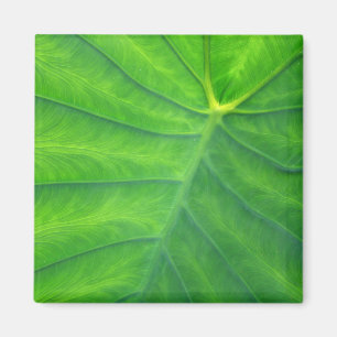 Íman Orelhas de elefante - Colocasia