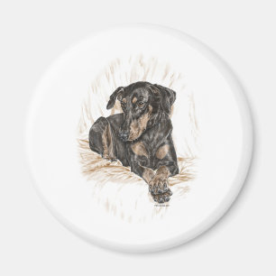 Íman Orelhas naturais do cão do Doberman
