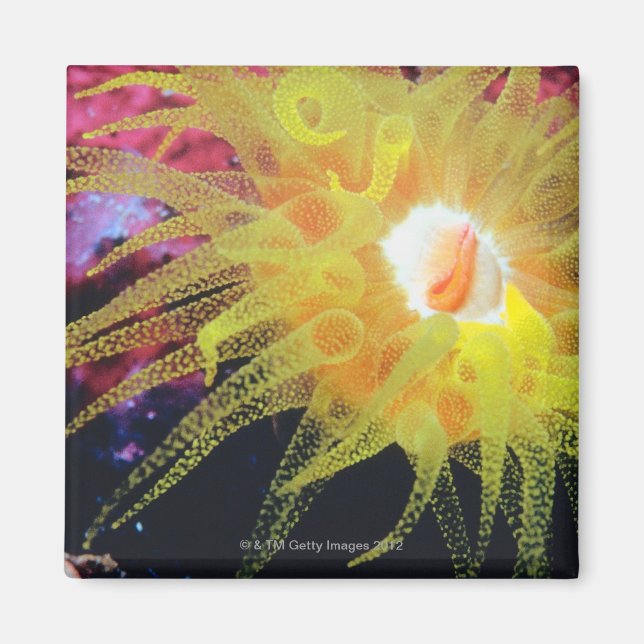 Íman Organismo subaquático (Frente)