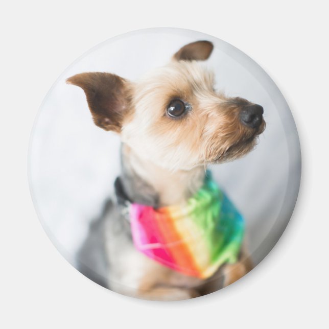 Íman Orgulho gay Rainbow Dog | Yorkshire Terrier (Frente)