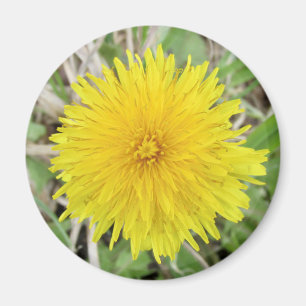 Íman Orgulhosa Flor Dandelion.
