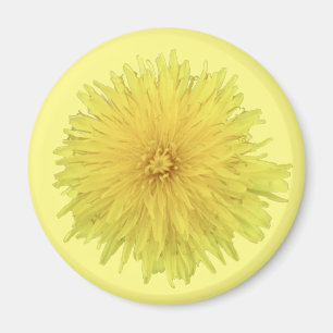 Íman Orgulhosa Flor Dandelion - transparente.