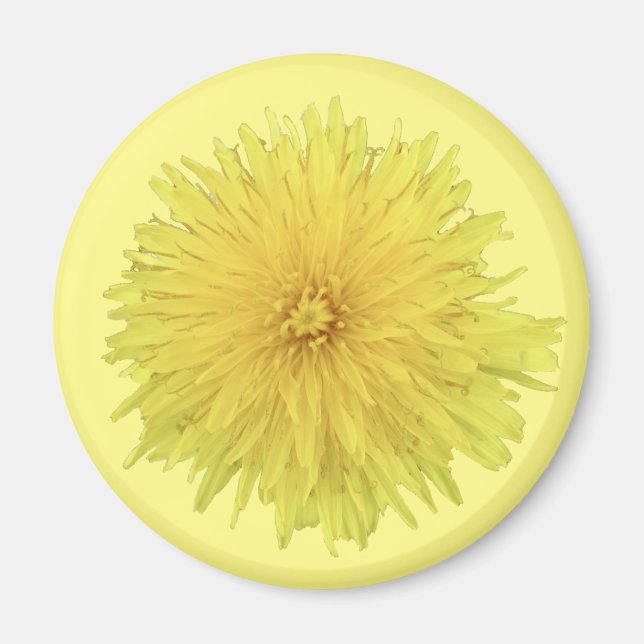 Íman Orgulhosa Flor Dandelion - transparente. (Frente)