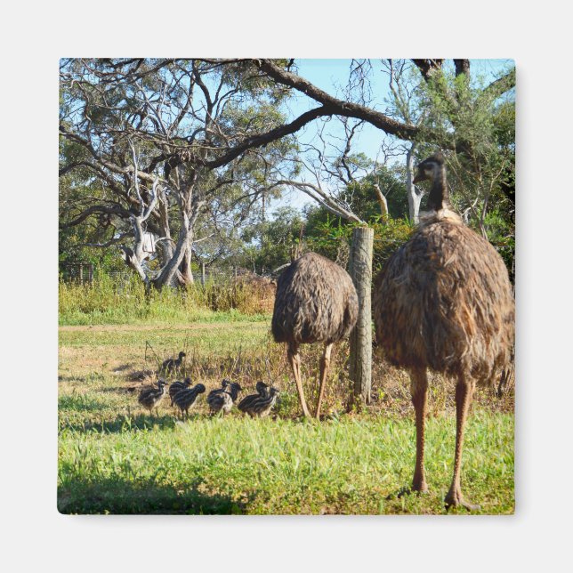 Íman Orgulhosos Pais Emu, Imã de geladeira (Frente)